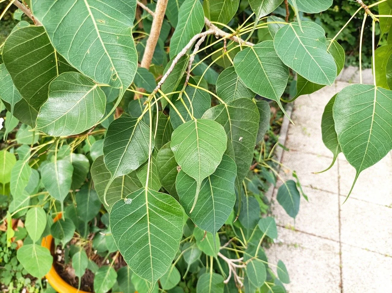 Peepal Tree