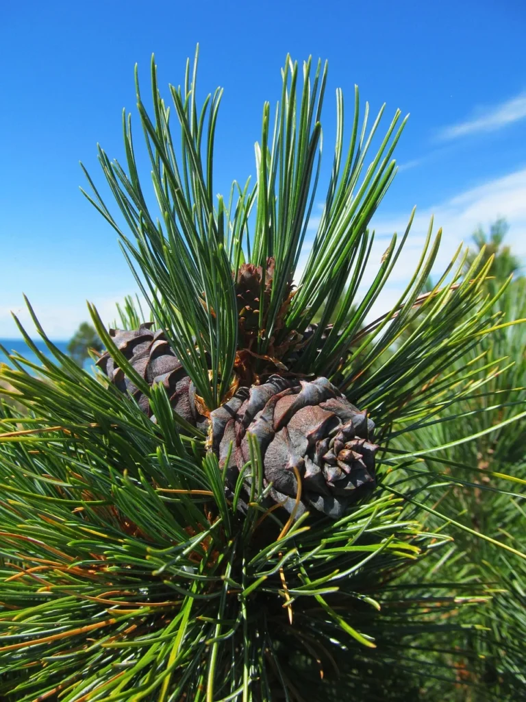 Cedar Tree