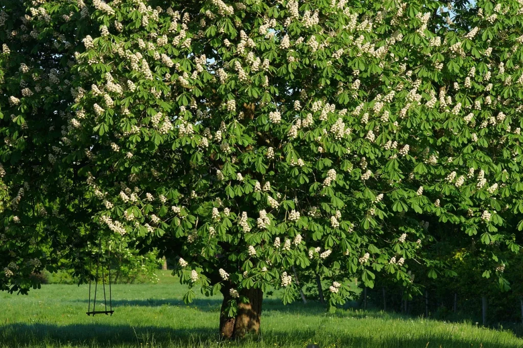 Fruit Trees