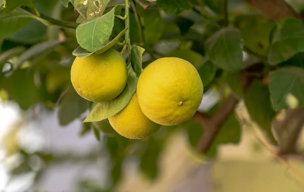 Lemon Tree