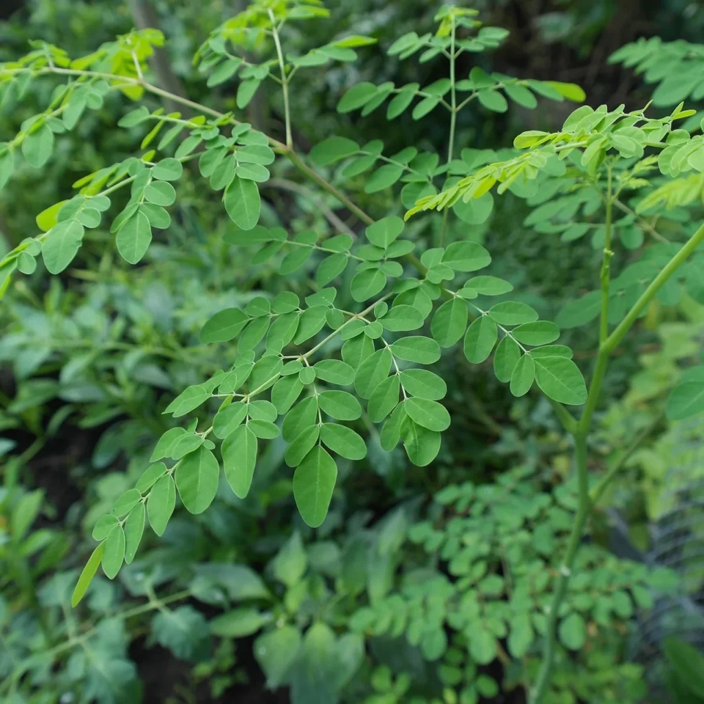 moringa plant